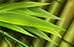 стеклянный фартук зеленый бамбук
