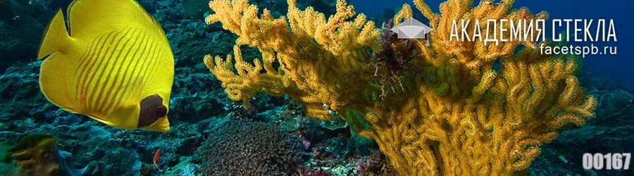 фото для фартука коралл
